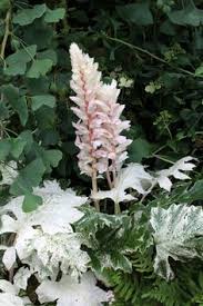 What kind of flowers does acanthus mollis have? 8 Acanthus Ideen Garten Englischer Garten Garten Gestalten