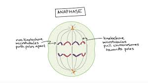 The typical characteristics that define the plant cell include cellulose, hemicellulose and pectin, plastids which play a major role in photosynthesis and storage of starch, large vacuoles responsible for regulating the cell turgor pressure. Phases Of Mitosis Mitosis Biology Article Khan Academy