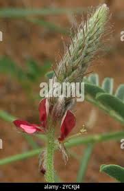 Image result for Indigofera daleoides