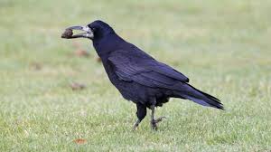 Discover more posts about saatkrahe. Saatkrahe Steckbrief Des Klugen Rabenvogels