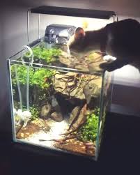 My Cat Doing Maintenance My Betta Tank Betta Tank Betta Aquarium Betta Fish Tank