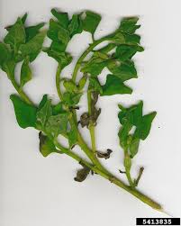 Image result for Tetragonia spicata