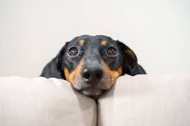 As puppies, doxies are eager for affection. Different Types Of Seizures In Dogs Hillcrest Animal Hospital Bartlett Veterinary Dermatology