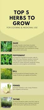 Top 5 Herbs To Grow For Cooking Medicinal Use Herbs Herbalism Medicinal Herbs