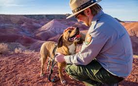 We did not find results for: New B A R K Ranger Program Allows Dogs To Explore National Parks National Parks Camping New Zealand Dogs