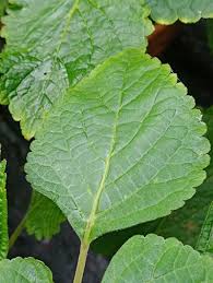 Image result for Plectranthus fruticosus