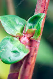 Image result for Costus afer