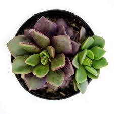 Pachyveria 'powder puff' is a small succulent that forms like a shrub, growing up to 15 centimeters. Anacampseros Rufescens Leaf Clay