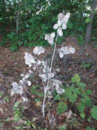 Maybe you would like to learn more about one of these? Lunaria Silver Dollar Plant I Will Grow These Plants Unusual Plants Silver Dollar Plant