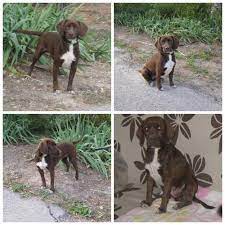 The labrador cocker spaniel mix (also known as the spanador, cockador, cockerdor) is not a purebred dog. Cocker Spaniel Labrador Mix Dona Hundin Zuhause Gefunden Hundepfoten In Not E V Happy Ends Archiv Von Zergportal De