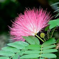 Mimosa Tree Flower Mimosa Tree Trees To Plant Flowers