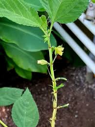 Image result for Corchorus olitorius