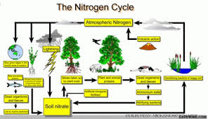 make a chart on nitrogen cycle brainly in