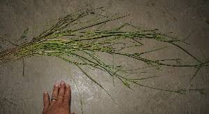 Image result for Scleria nyasensis