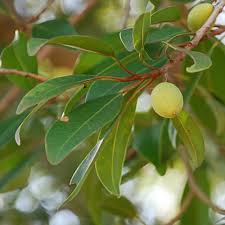 Image result for Mimusops