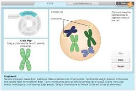 Student exploration meiosis gizmo answer key. New Gizmo Meiosis Explorelearning News