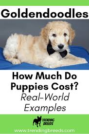 The puppies take on the best traits of both breeds. Goldendoodle Puppy Cost Real World Examples Goldendoodle Puppy Goldendoodle Puppies