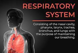 Let us now divide the body into different regions; Human Body Organ Systems Hill Ponton P A