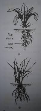Batang akar batang akar merupakan bagian akar yang terletak antara leher akar dan ujung akar. Struktur Dan Fungsi Akar Batang Daun Bunga Buah Dan Biji