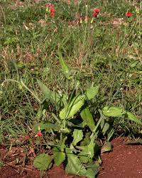 Image result for Emilia integrifolia