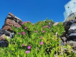 Image result for Carpobrotus