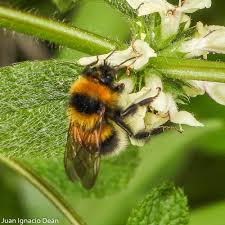 Image result for Bombus hortorum