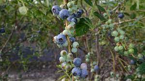 We did not find results for: Florida Blueberry Growers Keen On Two New Cultivars Growing Produce