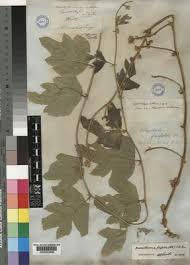 Image result for Neorautanenia mitis