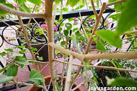 Bloom may be delayed for several weeks and the hibiscus may bloom at a shorter. How To Aesthetically Prune A Tropical Hibiscus In Spring