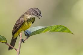 Definition from wiktionary, the free dictionary Bem Te Vi Barulhento Myiozetetes Luteiventris Wikiaves A Enciclopedia Das Aves Do Brasil