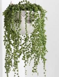 String of pearls care lighting. Pin On Grow Bloom
