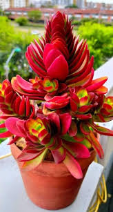 Image result for Crassula capitella