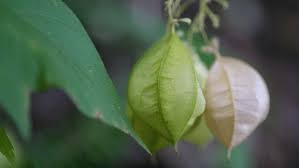 Image result for Cardiospermum grandiflorum