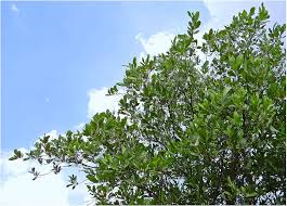 Image result for Acacia mangium