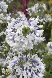 Pin On New Plants For 2016
