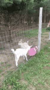 Fainting Goat Gifs Tenor