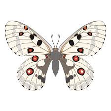 Image result for Parnassius apollo