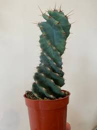 Image result for Euphorbia ramulosa