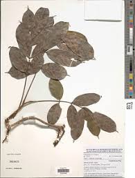 Image result for Millettia lasiantha
