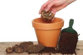 Plus, they bloom in glorious shades of bright red, pink, coral, yellow, orange, and everything in between to suit all color preferences. Complete Guide How To Plant Begonia Tubers Gardening Tips With J Parker S