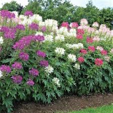 Image result for Cleome oxyphylla