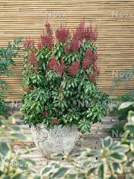 Image result for Pieris japonský bonfire obrázek