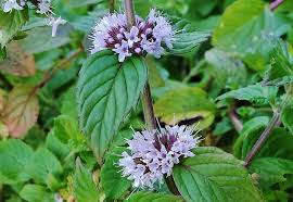 Image result for Mentha aquatica