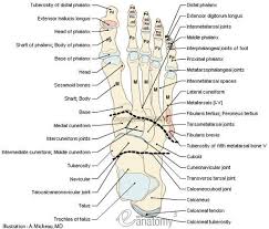 dont ignore your feet foot anatomy anatomy bones ankle