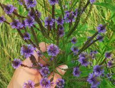 In winter, they will remain as a rosette, but will grow a stem with purple flowers in spring. 54 Best Lawn Weeds In Savannah Georgia Ideas Common Lawn Weeds Lawn Care Weeds In Lawn