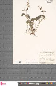 Image result for Sphenostylis marginata