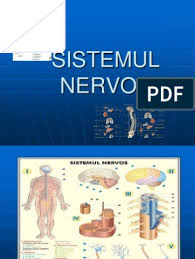 Acesta functie nu poate fi considerata separat de cea reflexa. Sistemul Nervos