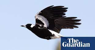 | check out 'the magpie collection' on indiegogo. Parents Tortured By Death Of Baby After Magpie Swooped In Brisbane Park Brisbane The Guardian