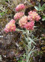 Image result for Pseudognaphalium oligandrum