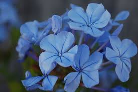 Image result for Plumbago auriculata